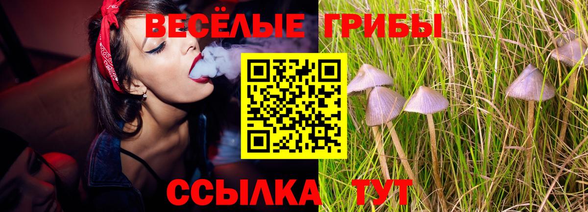 Псилоцибиновые грибы прущие грибы Сочи